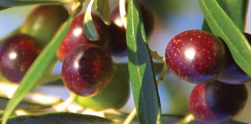 Какое оливковое масло получается из сорта Коронеики
