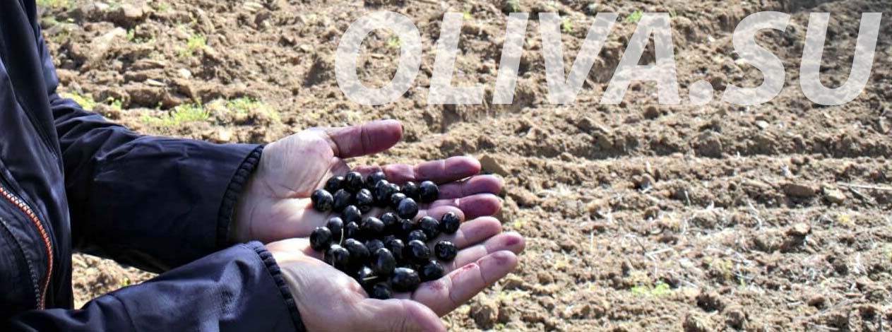 Новые сорта маслин для производства оливкового масла