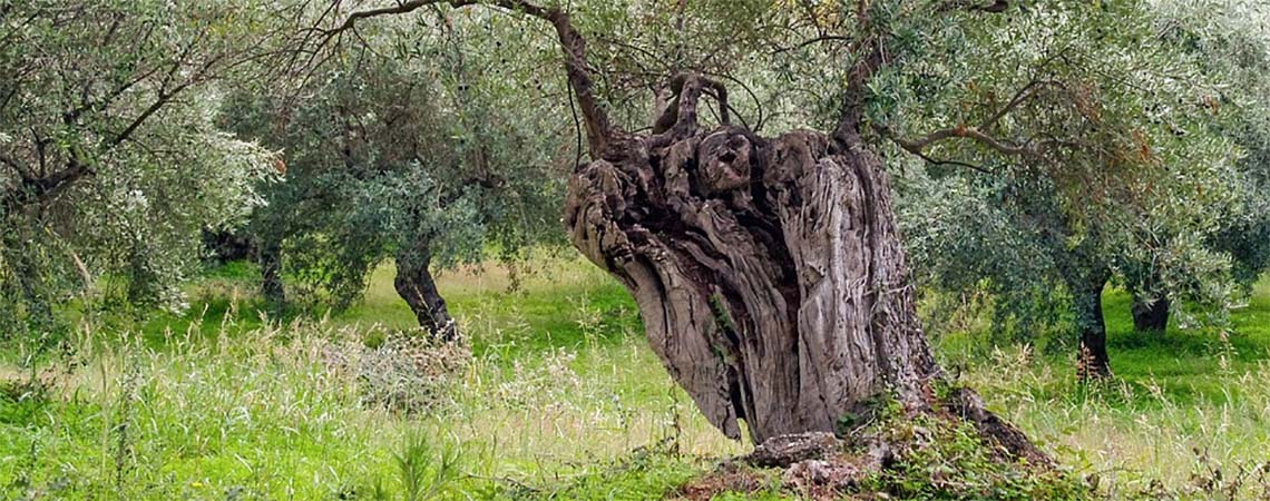 Самое старое итальянское оливковое масло
