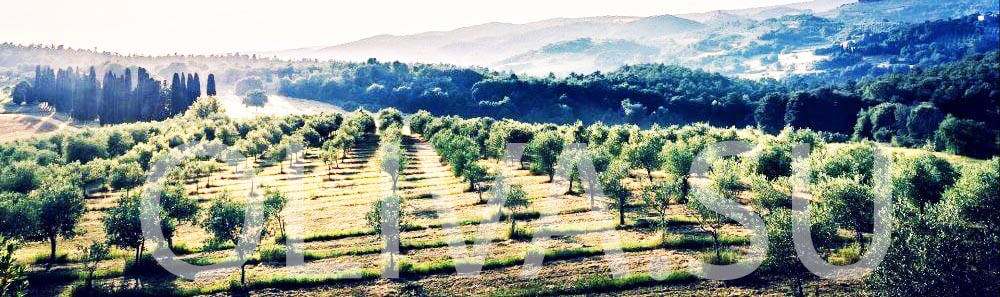 Плантации оливок при производстве olive oil