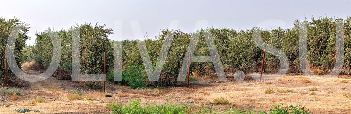 Монокультура в выращивании оливковых деревьев