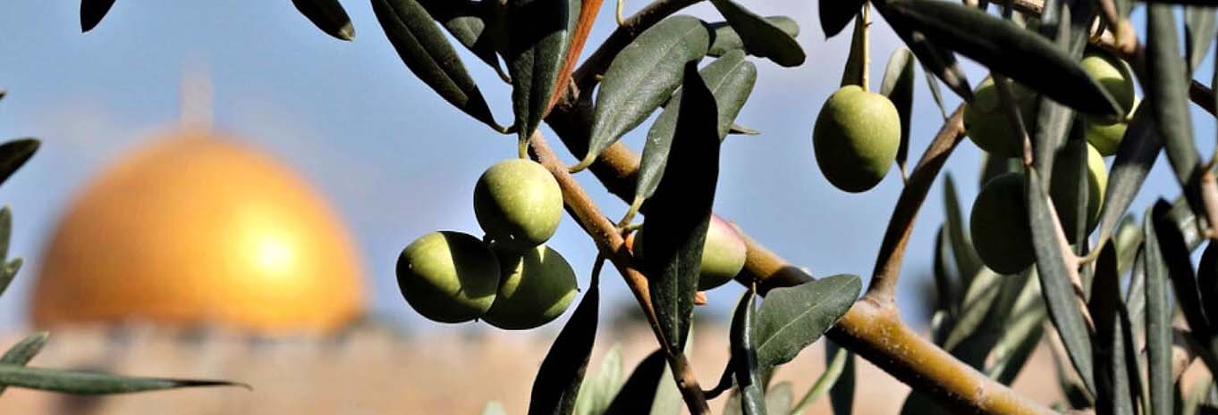оливковое масло из Гефсиманского сада