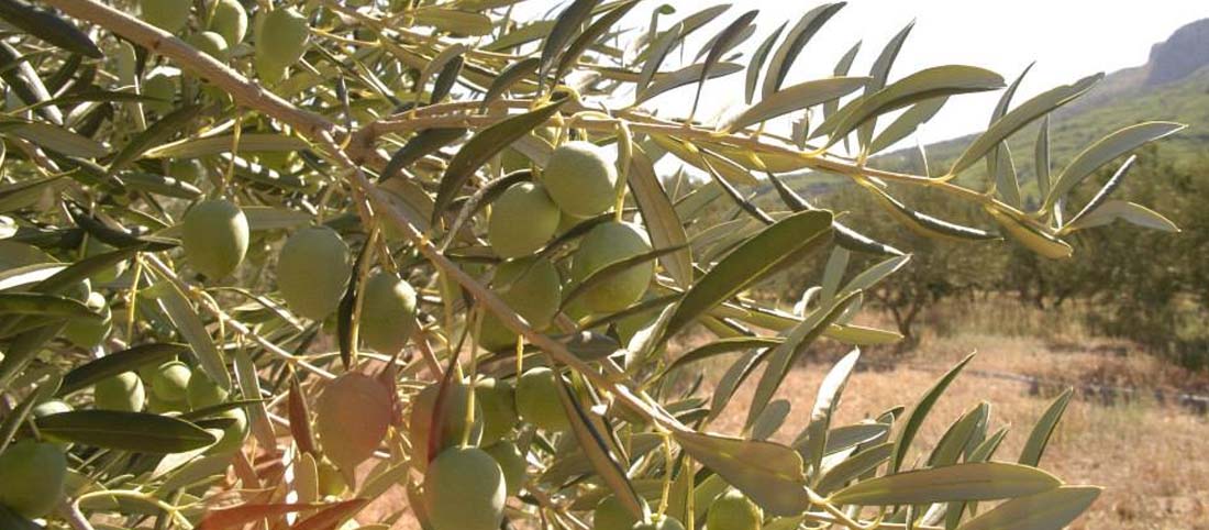 домашнее оливковое масло отменного качества