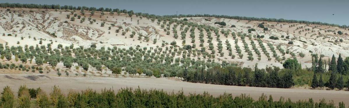 турция продает сирийское оливковое масло
