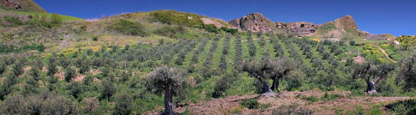 оливковое масло extra virgin из Сицилии (Италия)