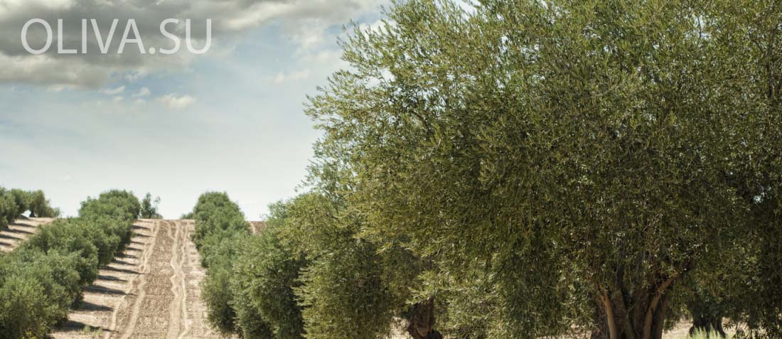 тунисские оливки растут везде - на полях и при дорогах