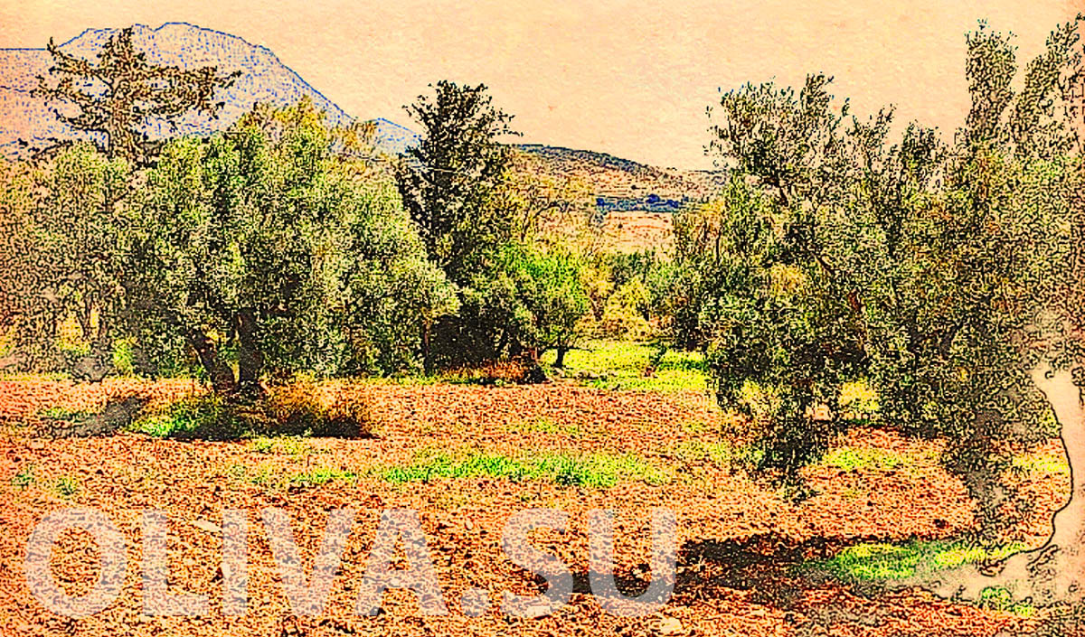 тунисские оливковые плантации