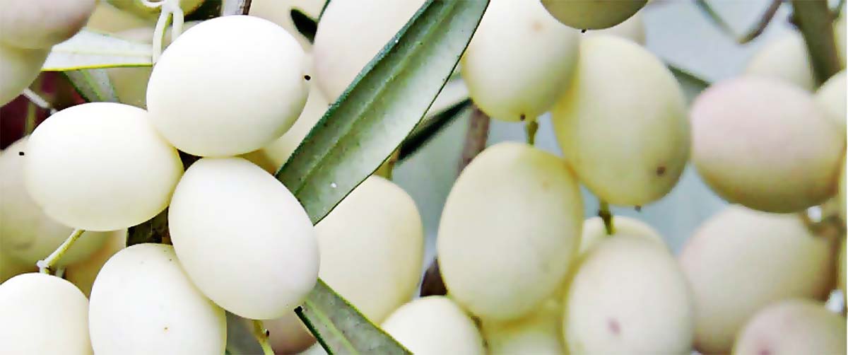 белые оливки из итальянской провинции