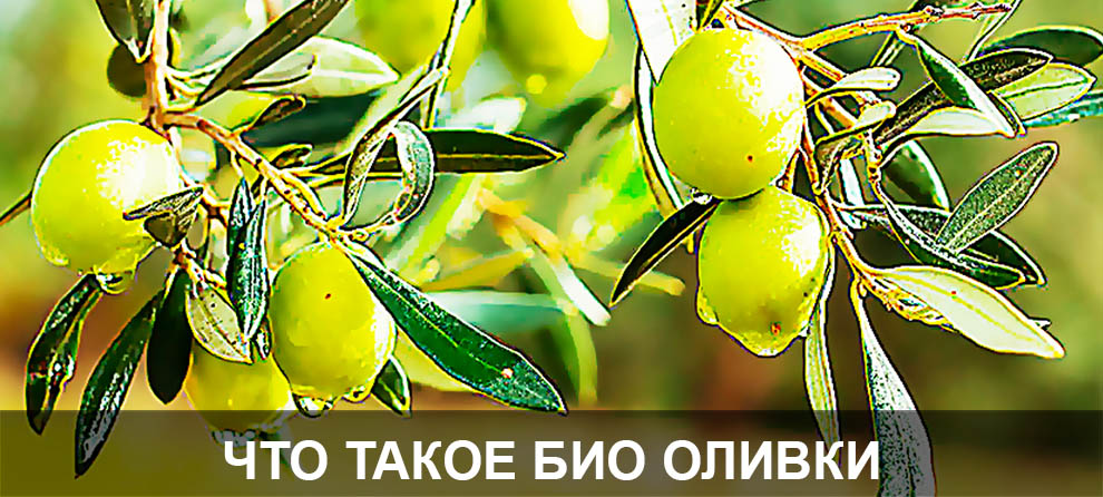 все о био и органических оливках