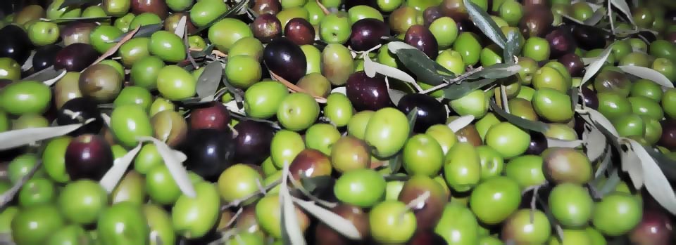 собранный урожай оливок для изготовления оливкового масла