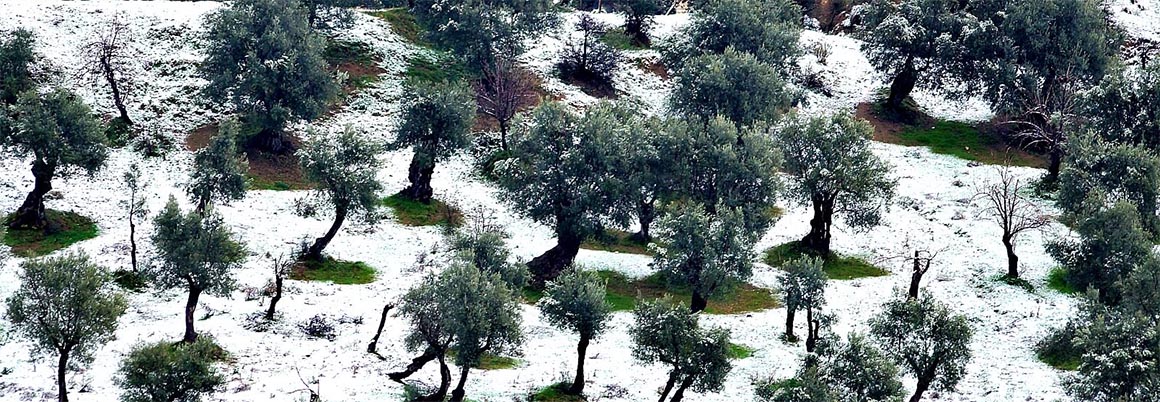 Влияние холодной температуры на оливки