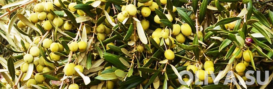 зеленые оливки и их польза для зхдоровья