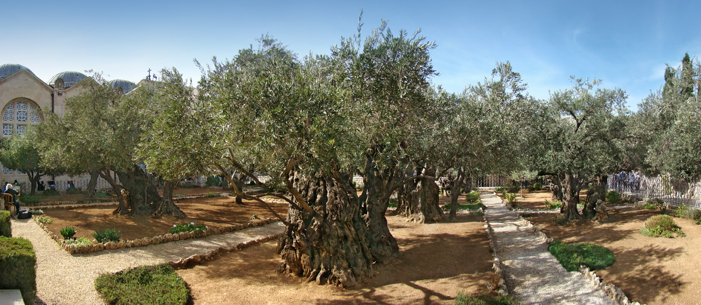 Израиль Гефсиманский сад