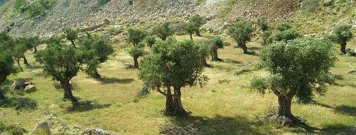 оливки для оливкового масла